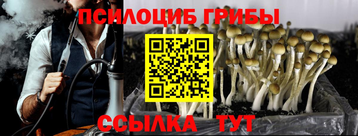 Галлюциногенные грибы Psilocybe Жуковский